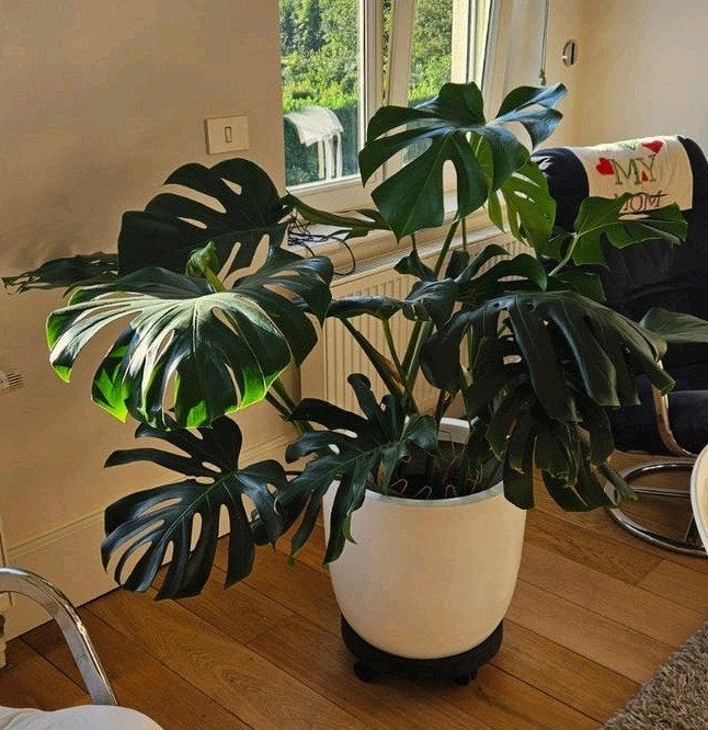 Zeer mooie Monstera met XXL bladeren 1m20 hoog, Ophalen
