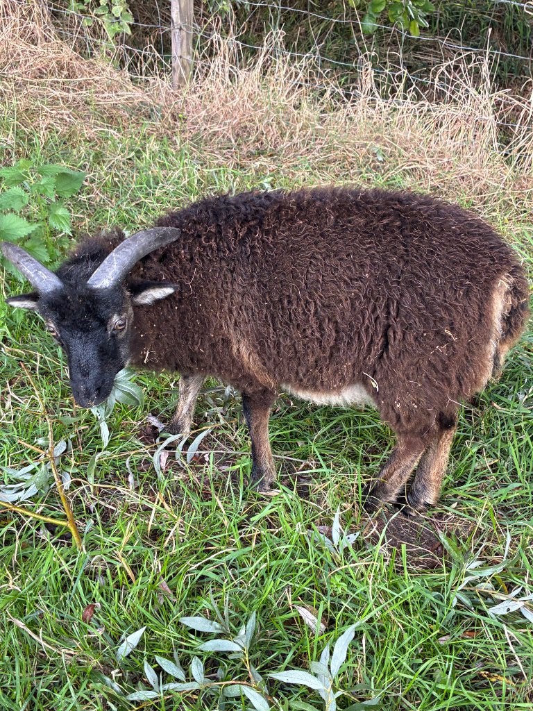 Soay ram(lam). 2026