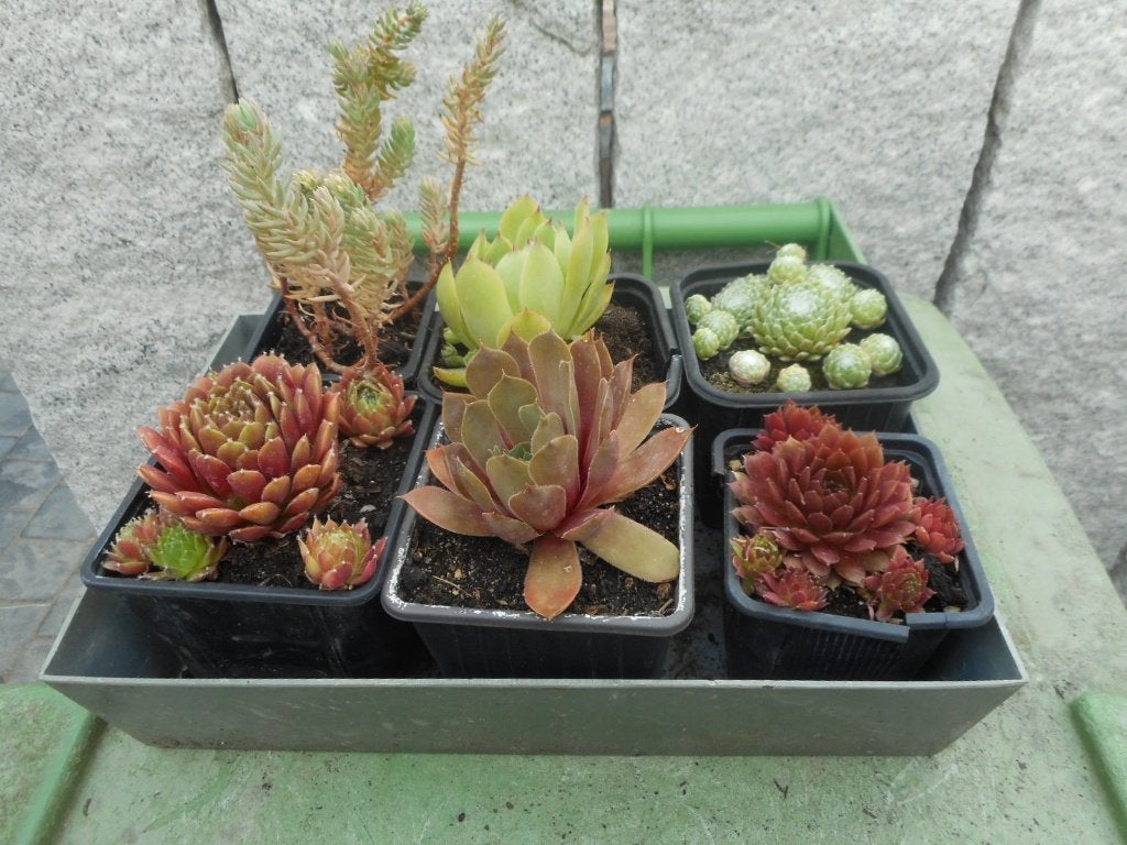 planten, Jardin & Terrasse, Plantes | Jardin, Plein soleil, Été, Plante fixe, Enlèvement ou Envoi
