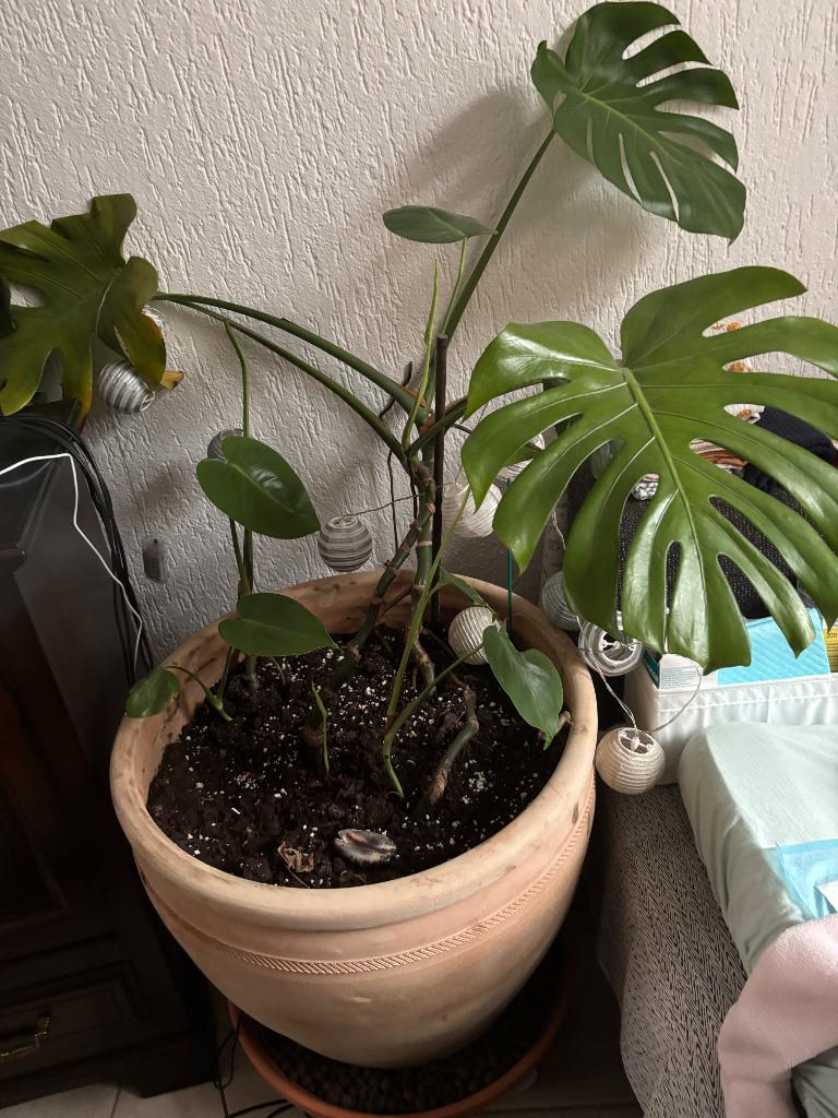 Monstera-plant, Ophalen, 100 tot 150 cm, Overige soorten, Halfschaduw