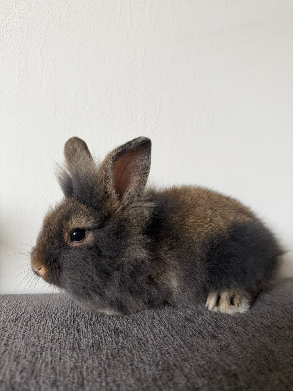 Leeuwenkop x hangoor konijntjes, Dieren en Toebehoren, Vrouwelijk, Klein, Hangoor, 0 tot 2 jaar
