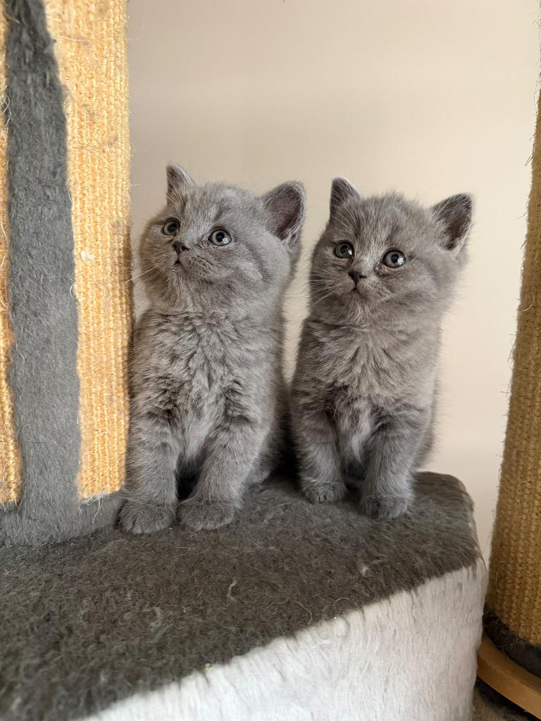 Britse korthaar kittens, Plusieurs animaux, Vermifugé, 0 à 2 ans