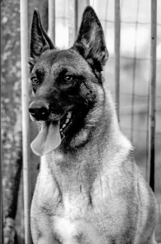 Ter adoptie...oudere mechelse herder teef, 6 jaar of ouder, Parvo, België, Particulier