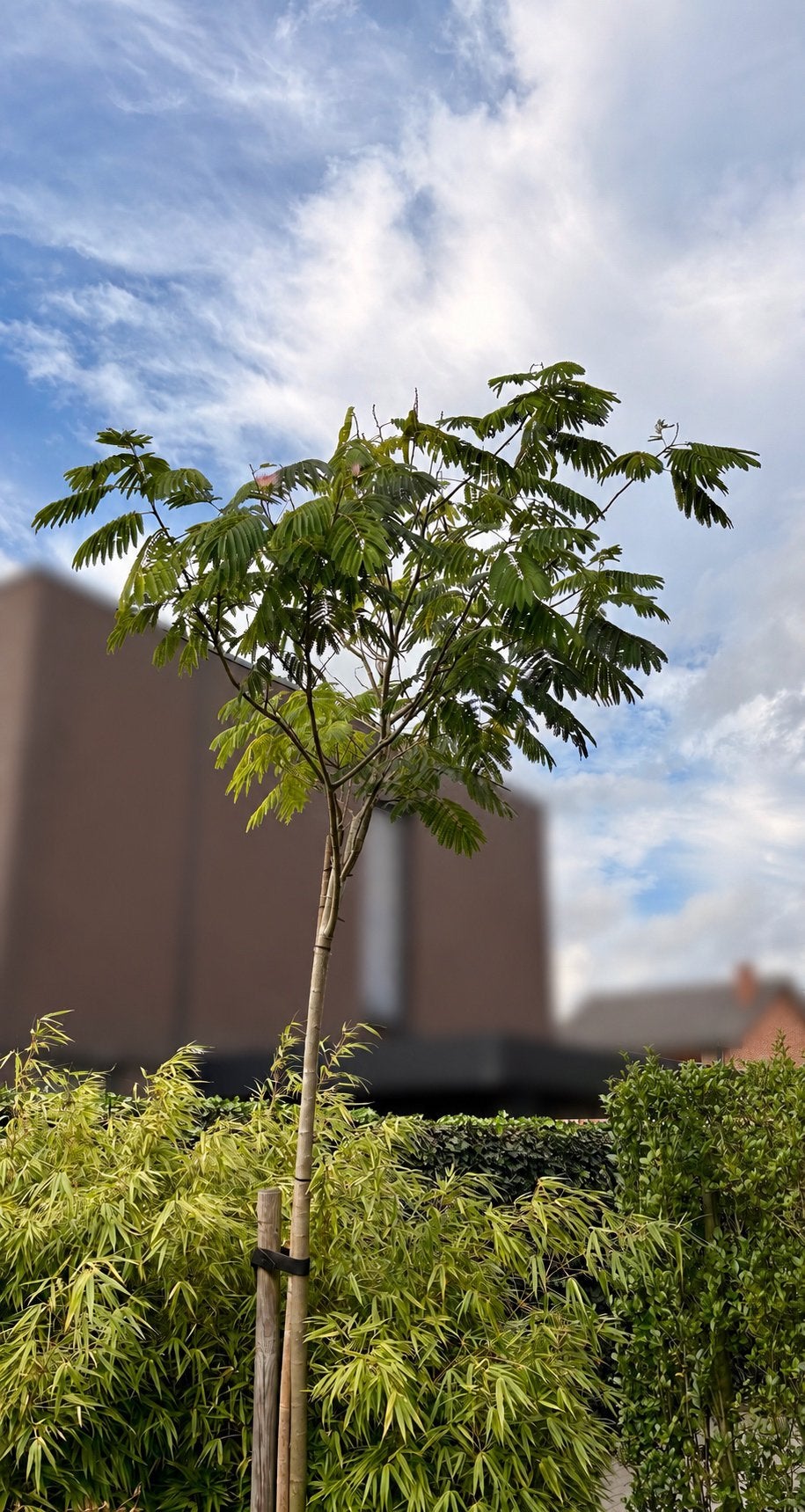 Albizia julibrissin - Perzische slaapboom - 3m60 - 12cm, Ophalen, Zomer, Volle zon, 250 tot 400 cm