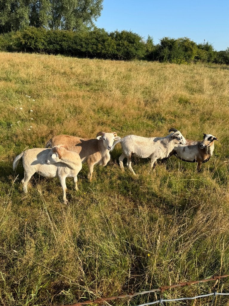 3 jonge bokken, Dieren en Toebehoren, Schapen, Geiten en Varkens, Mannelijk, Schaap, 0 tot 2 jaar
