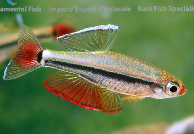 Sparkling Jewel Dwergkarpertje Nano, Poisson, Poisson d'eau douce, Banc de poissons