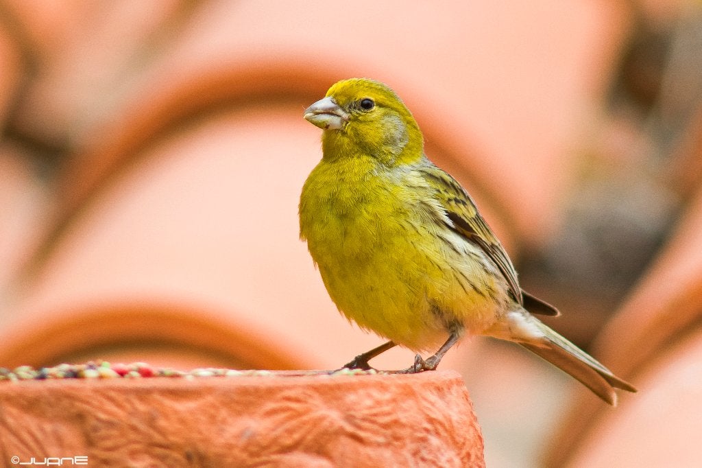 volierevogels, Ophalen of Verzenden, Vogels
