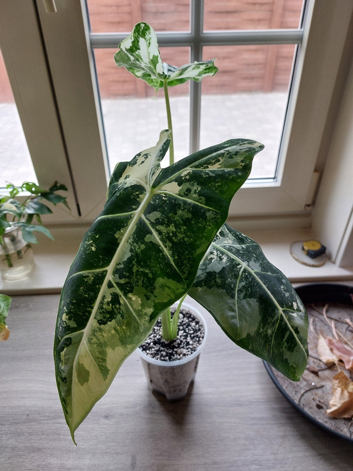 alocasia frydek knollen, Ophalen of Verzenden