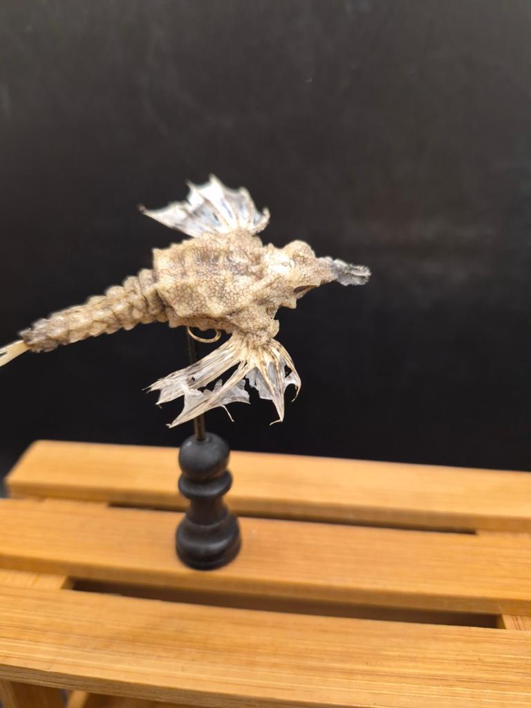 Genaturaliseerde zeepegasus (Dragonfish) op houten sokkel, Verzamelen, Dierenverzamelingen, Ophalen of Verzenden