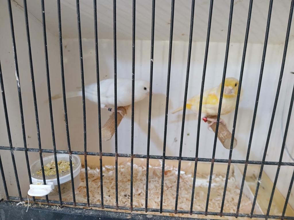 Deux couples  de canaris