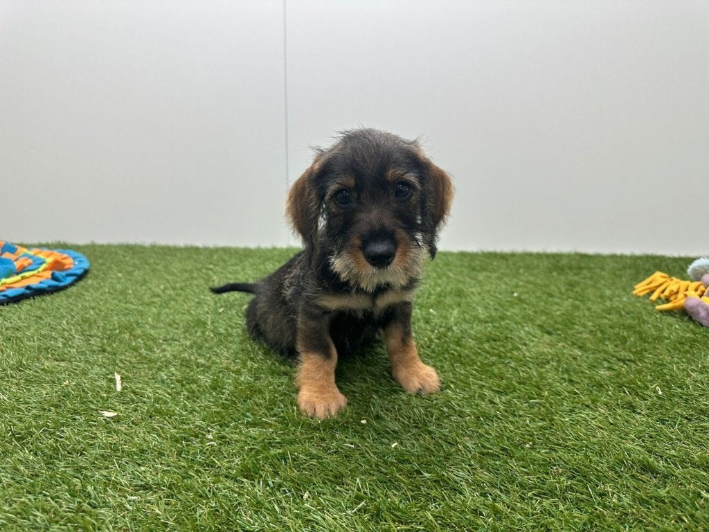 Ruwharige Dwergteckel pups, Parvo, België, 8 tot 15 weken, Dwerg