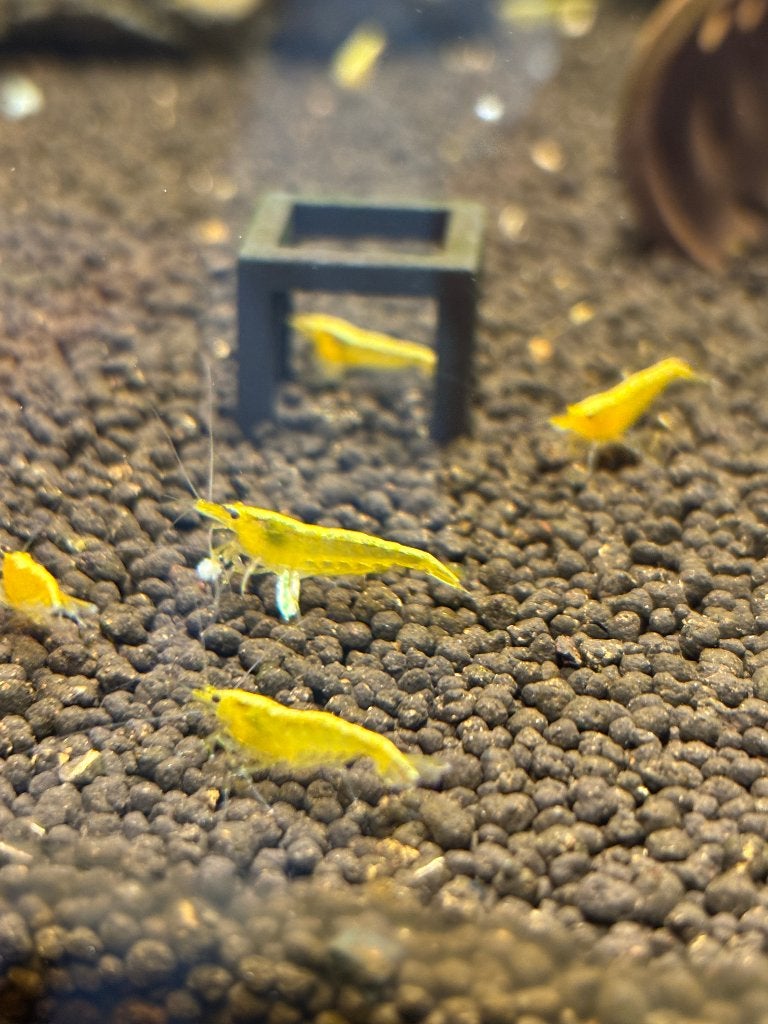 Neocaridina Yellow Backline, Homard, Crabe ou Crevette, Poisson d'eau douce