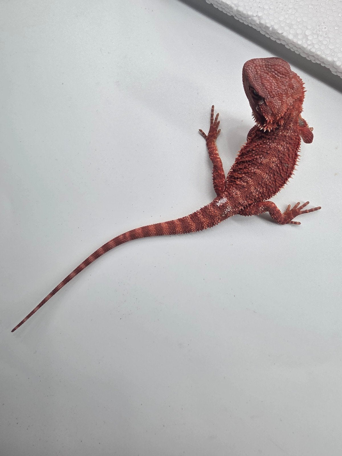 red monster, hypo,  man