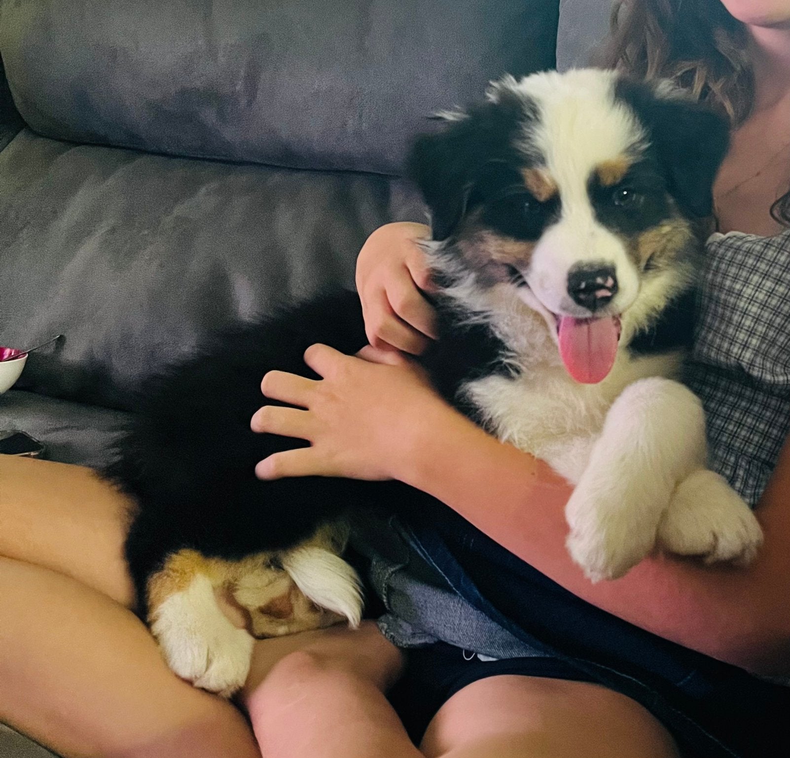 Australische Herder pup reu, Parvo, België, Fokker | Hobbymatig, Reu