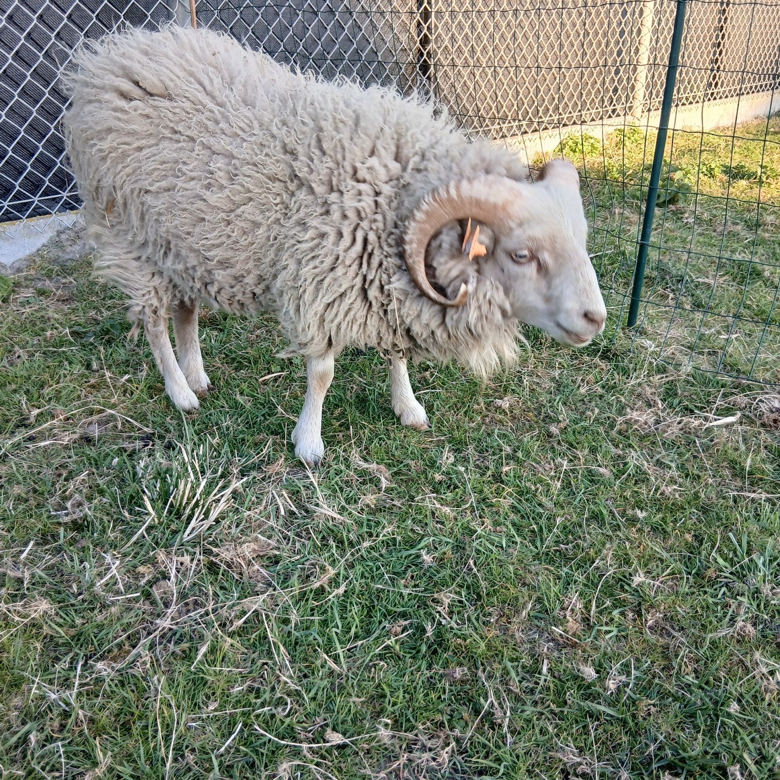 Oessant Ram 1jaar