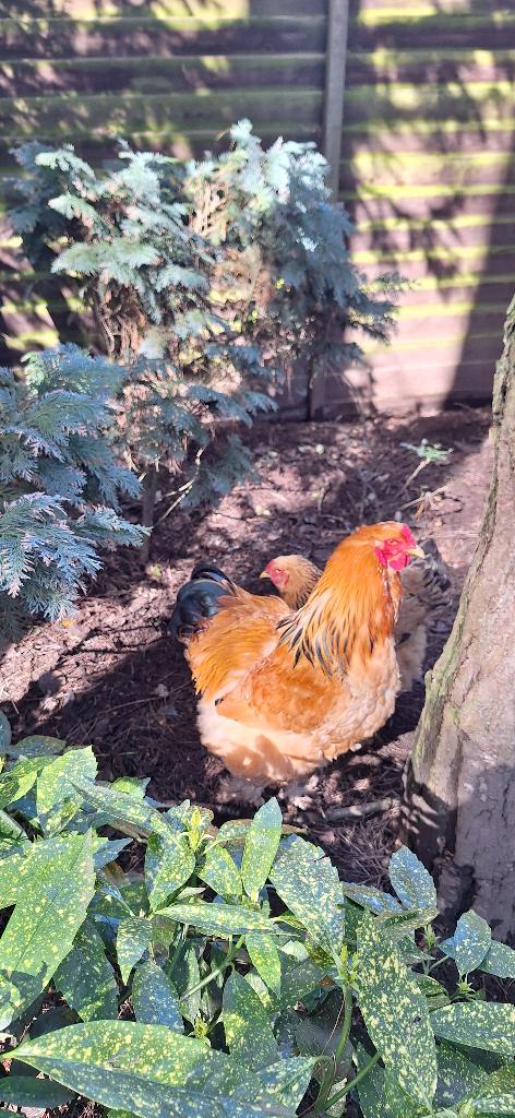 broedeieren brahma groothoenders