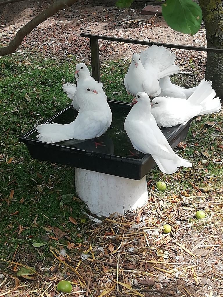 Pauwstraat duifjes., Dieren en Toebehoren, Meerdere dieren, Overige soorten