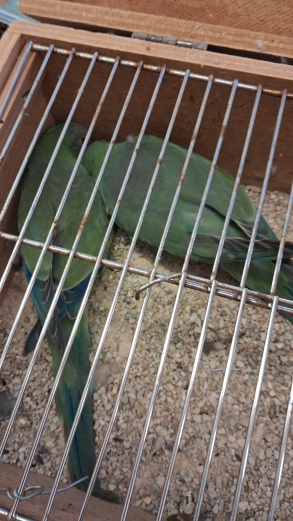 muisparkieten  3 poppen, Femelle, Perruche, Bagué