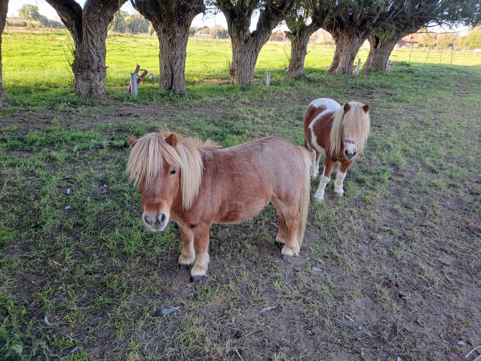 schetlandpony, Avec puce électronique, 11 ans ou plus, Débourré, Moins de 160 cm