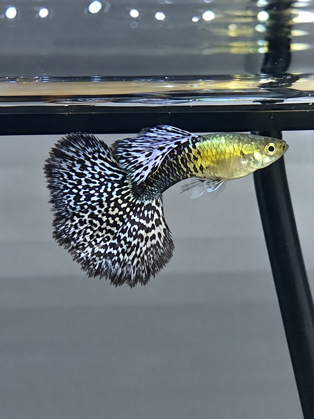 Guppys en demi-lune en forme de dragon bleu platine BP85 🤜, Animaux & Accessoires
