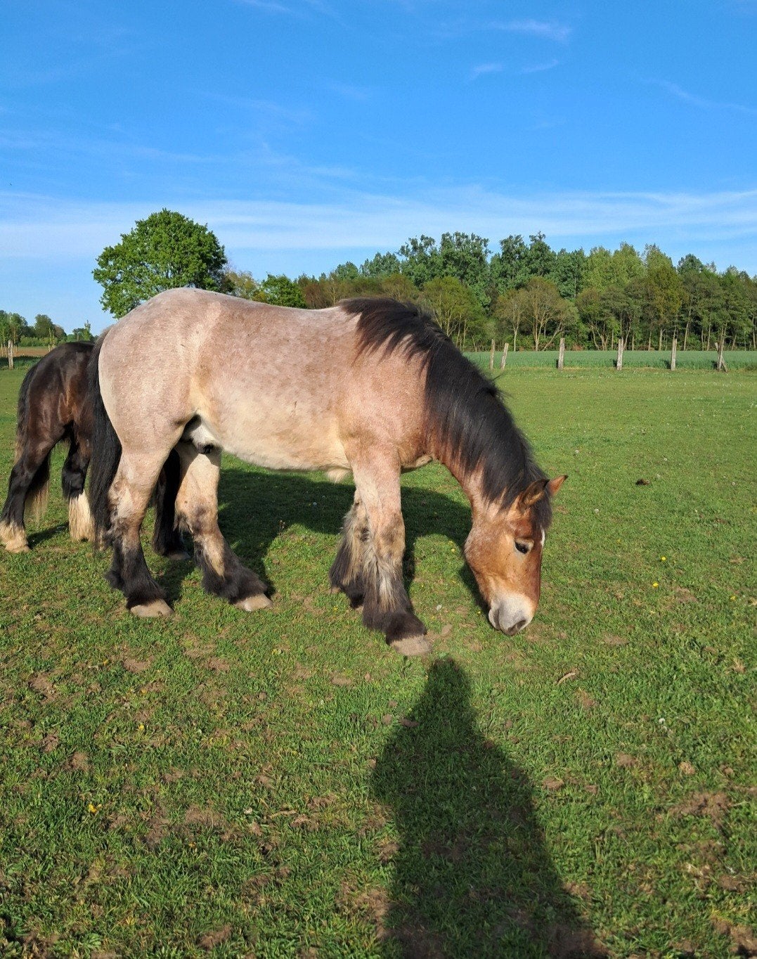 knap trekpaard, Dieren en Toebehoren, Paarden