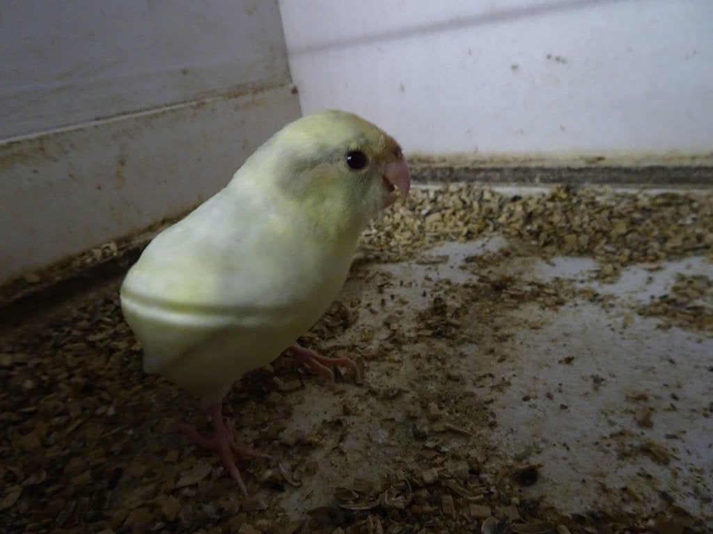 kakariki (crème), Animaux & Accessoires, Mâle, Perruche