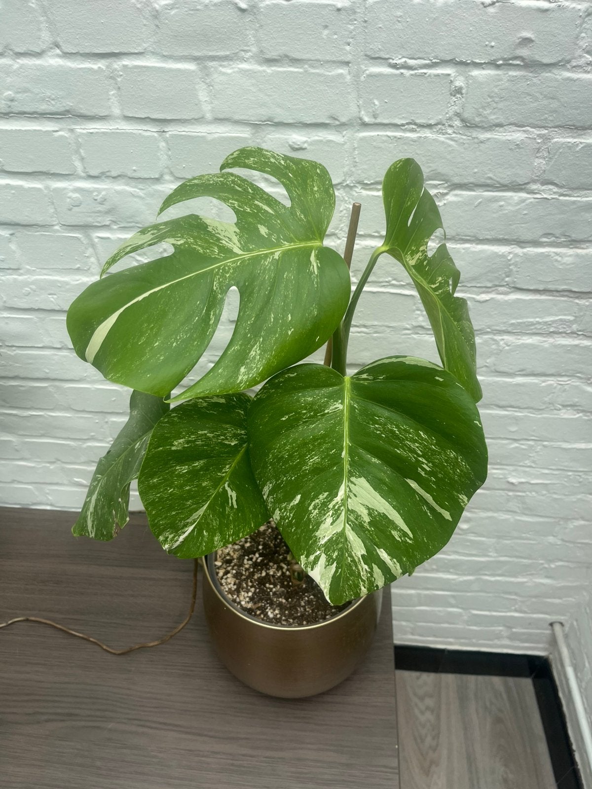 Monstera variegata, Huis en Inrichting, Kamerplanten, Ophalen, Overige soorten