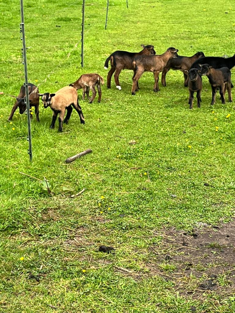 Zelfruiende ramlammeren te koop, Dieren en Toebehoren, Schapen, Geiten en Varkens, Geit