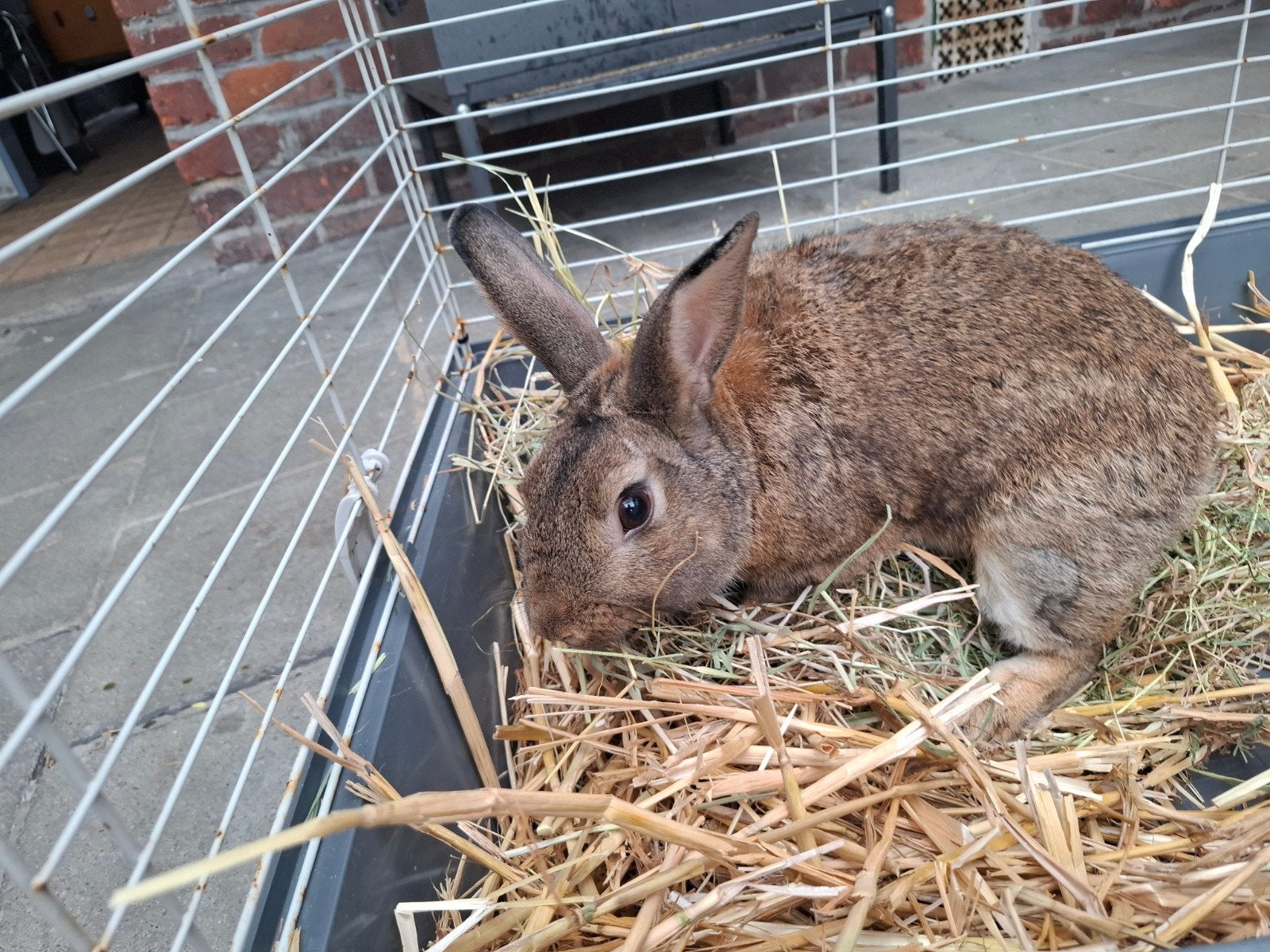 steenkonijn rammelaar, Dieren en Toebehoren, Konijnen