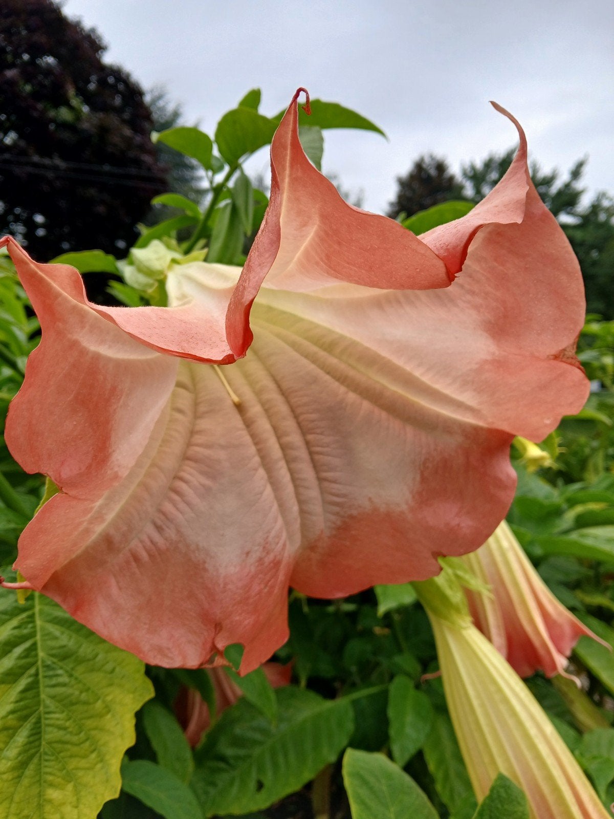 Prachtige brugmansia planten 50cm aan slechts 6€, Tuin en Terras, Ophalen of Verzenden