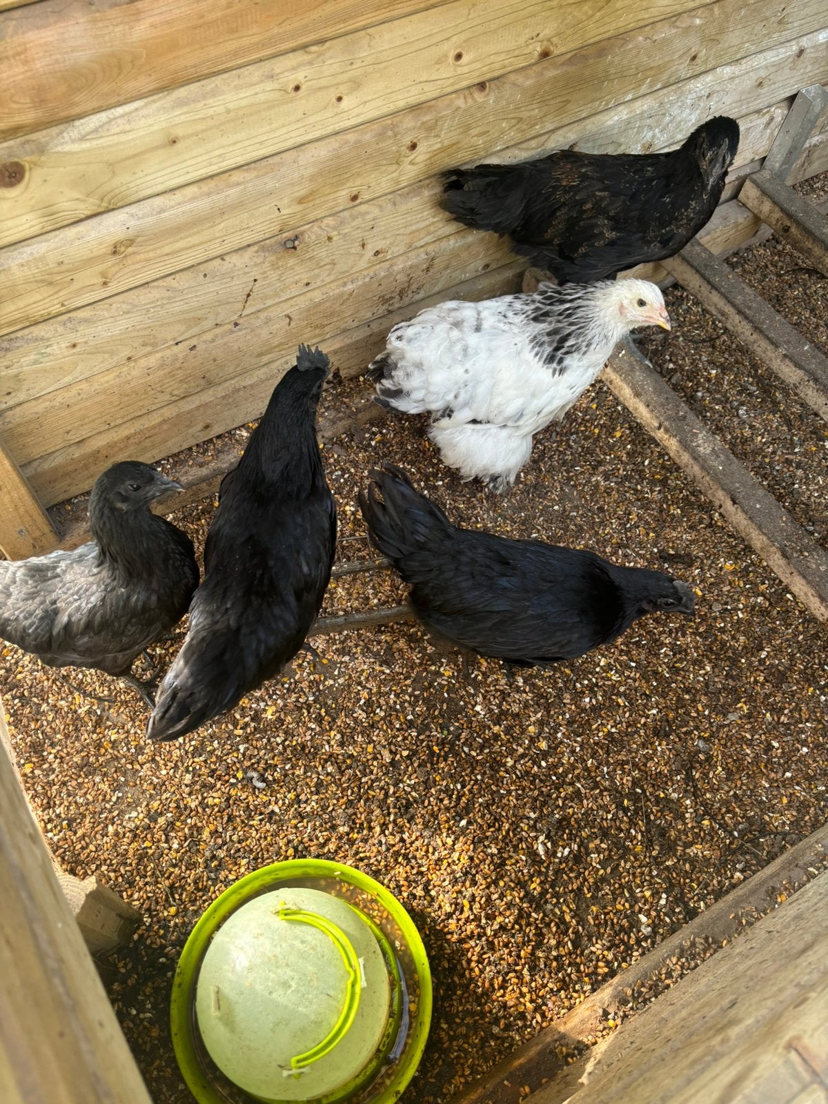 Ayam Cemani kippen, Kip