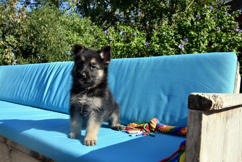 Duitse Herder pup, Maladie de Carré (chiens), Chienne, Plusieurs, Belgique