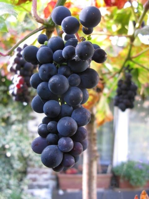 Vigne très vigoureuse à raisins noirs, Jardin & Terrasse, En pot, Plein soleil, Moins de 100 cm, Enlèvement
