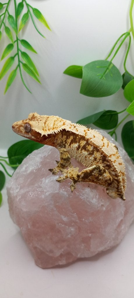 1.0 Bewezen Drippy Tricolor wimpergekko man, Animaux & Accessoires, Reptiles & Amphibiens, Lézard, 3 à 6 ans, Domestique