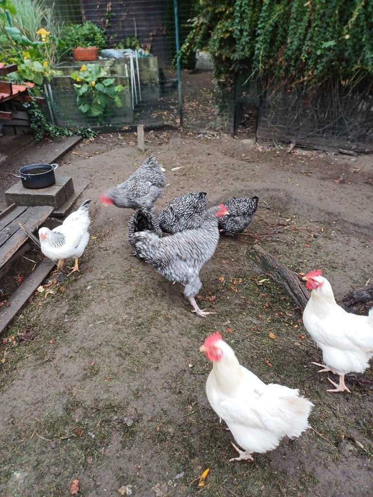 2 kippen en een haan, Dieren en Toebehoren, April, Meerdere dieren
