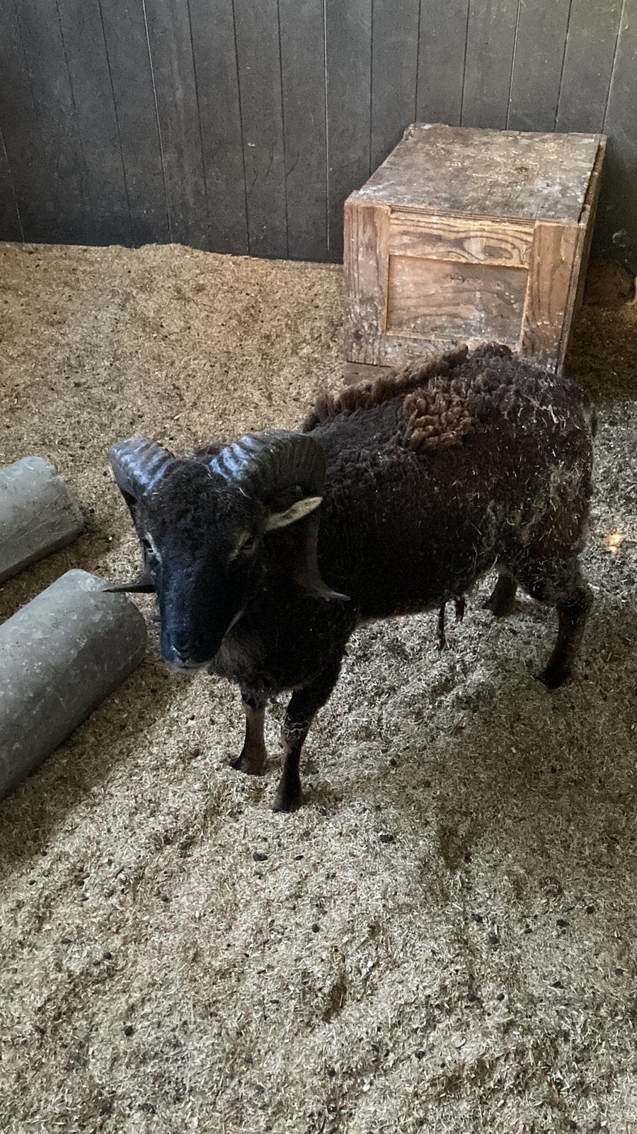 Soay bok te koop, Mâle, Mouton, 0 à 2 ans