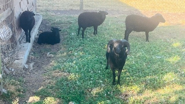 5 ouessant schapen, Mâle, Mouton, 0 à 2 ans