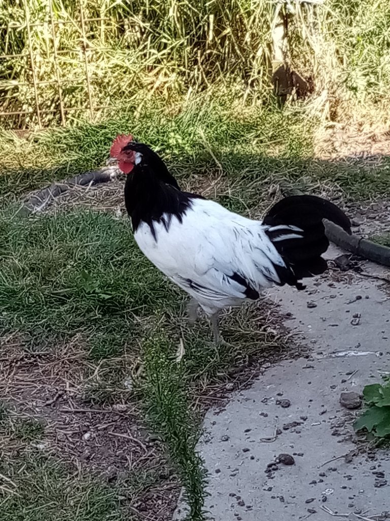 Jonge haan  lakenvelder, Dieren en Toebehoren, Pluimvee