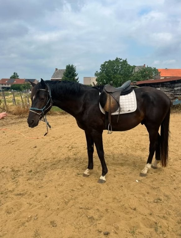 Prachtige jonge Zangersheide Rob Roy Van den Bisschop ruin, Dieren en Toebehoren, Paarden, Met stamboom, Ruin, M, 3 tot 6 jaar