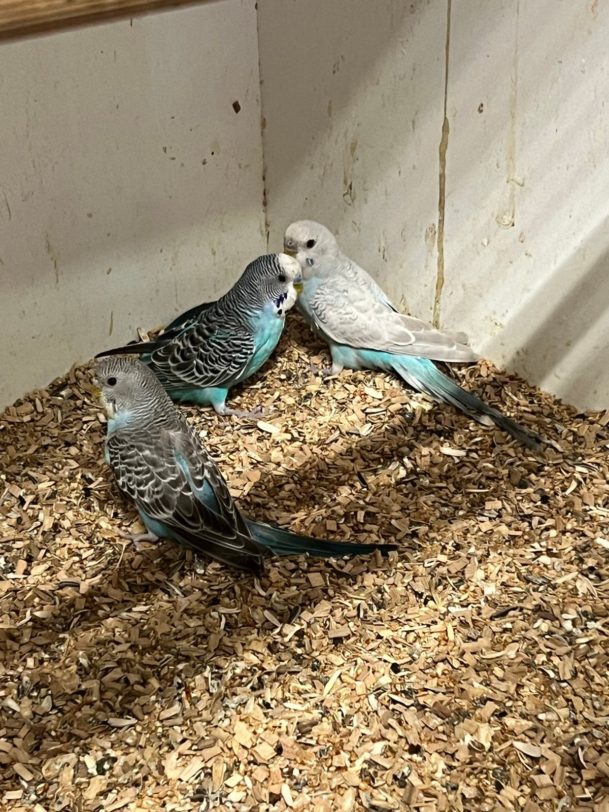 Perruches., Plusieurs animaux