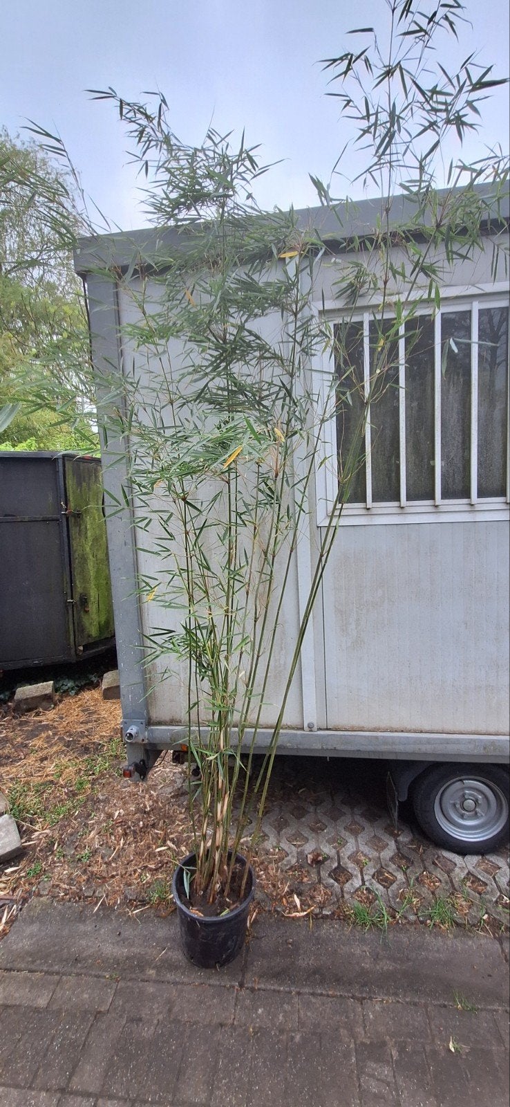 Robusta Campbell bamboe – sterke, volgroeide planten (3–4 me, Ophalen, Bamboe, Haag, 250 cm of meer