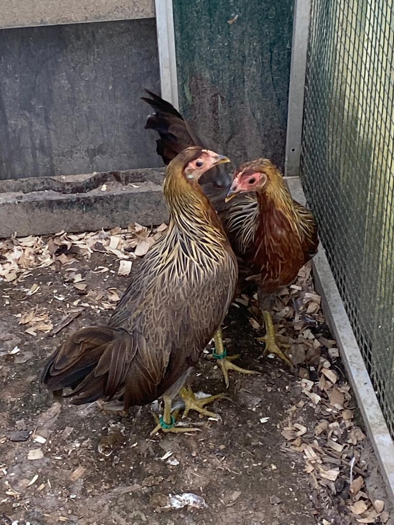 Trio Onagadori, Animaux & Accessoires, Plusieurs animaux, Poule ou poulet
