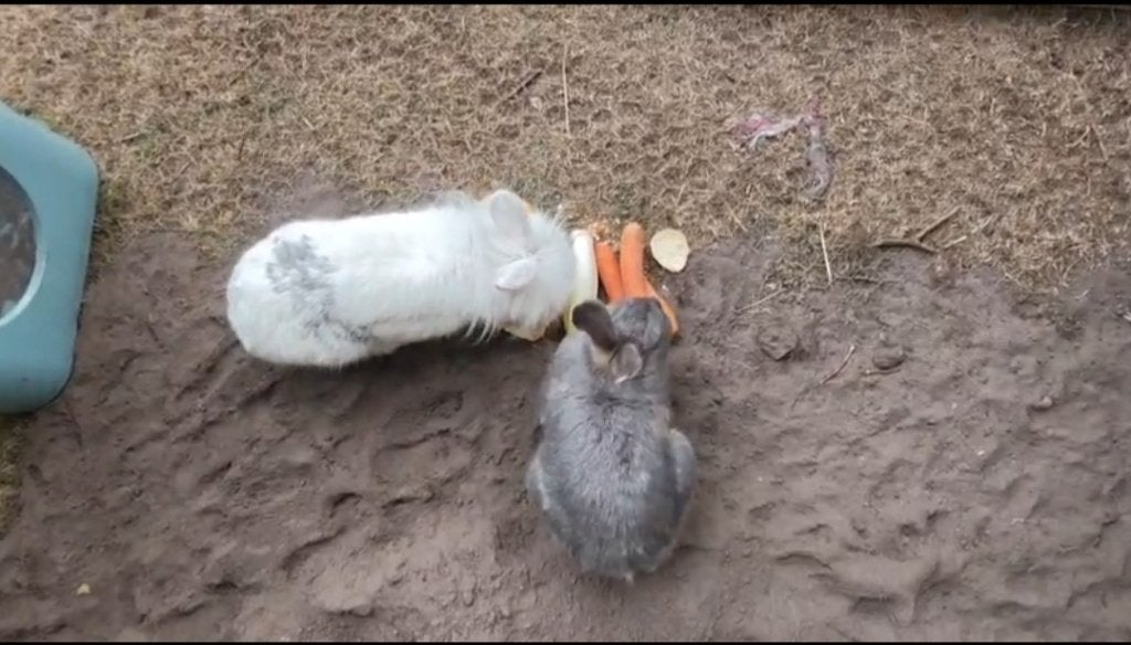 Koppeltje konijnen zoekt nieuwe thuis, Dieren en Toebehoren, Meerdere dieren, Dwerg, 0 tot 2 jaar