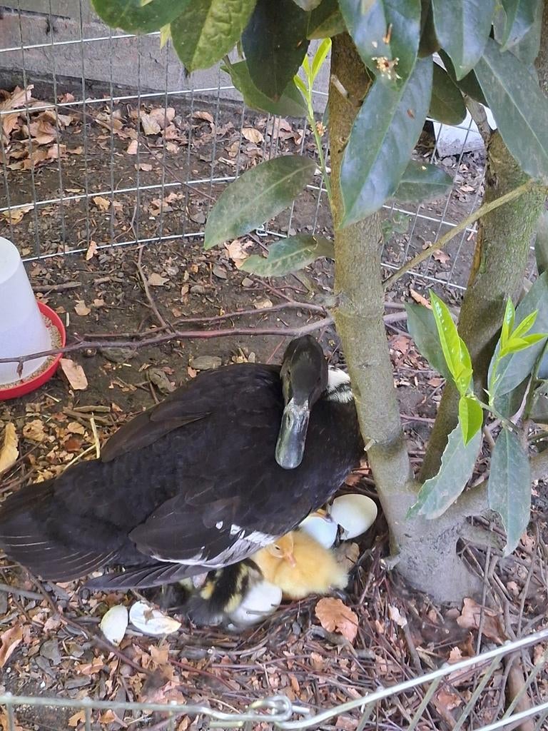 Loopeendjes uit natuurbroed, Dieren en Toebehoren, Pluimvee