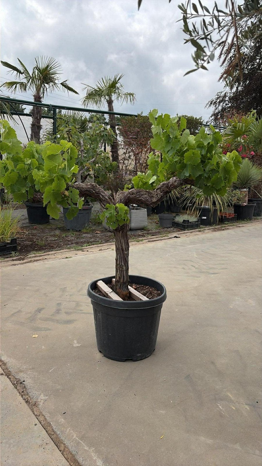 ‼️druivelaars aan stuntprijzen ‼️, Tuin en Terras, Ophalen