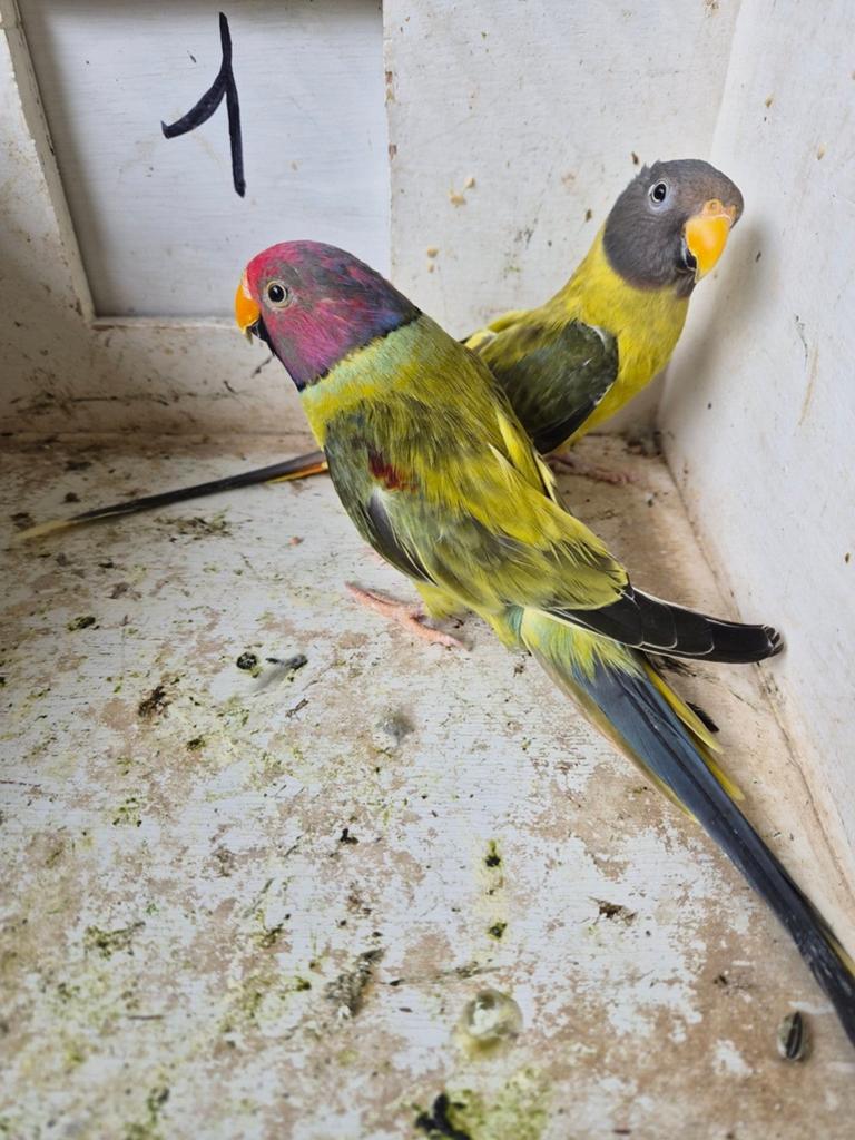 3koppels pruimkoppen salen in ene koop, Ophalen