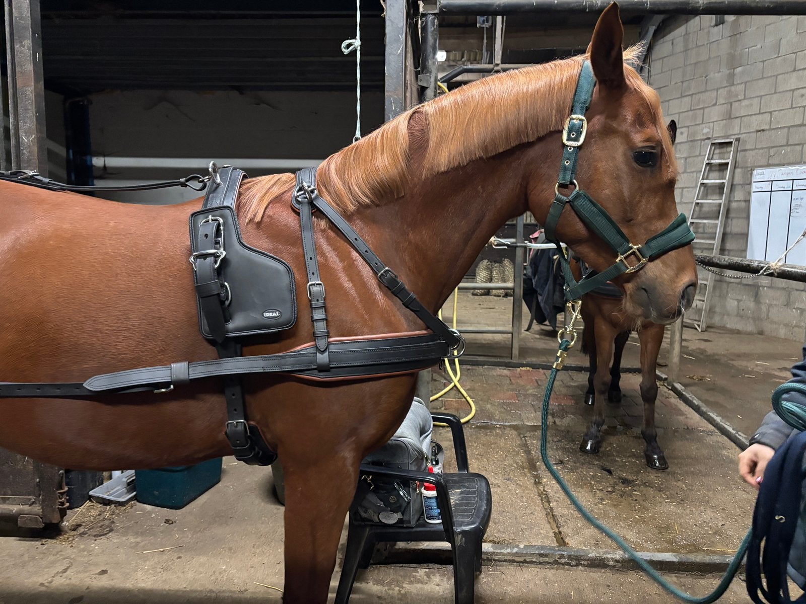 Ideal enkelspantuig, Animaux & Accessoires, Chevaux & Poneys | Brides & Harnachement, Neuf, Autres espèces, Enlèvement