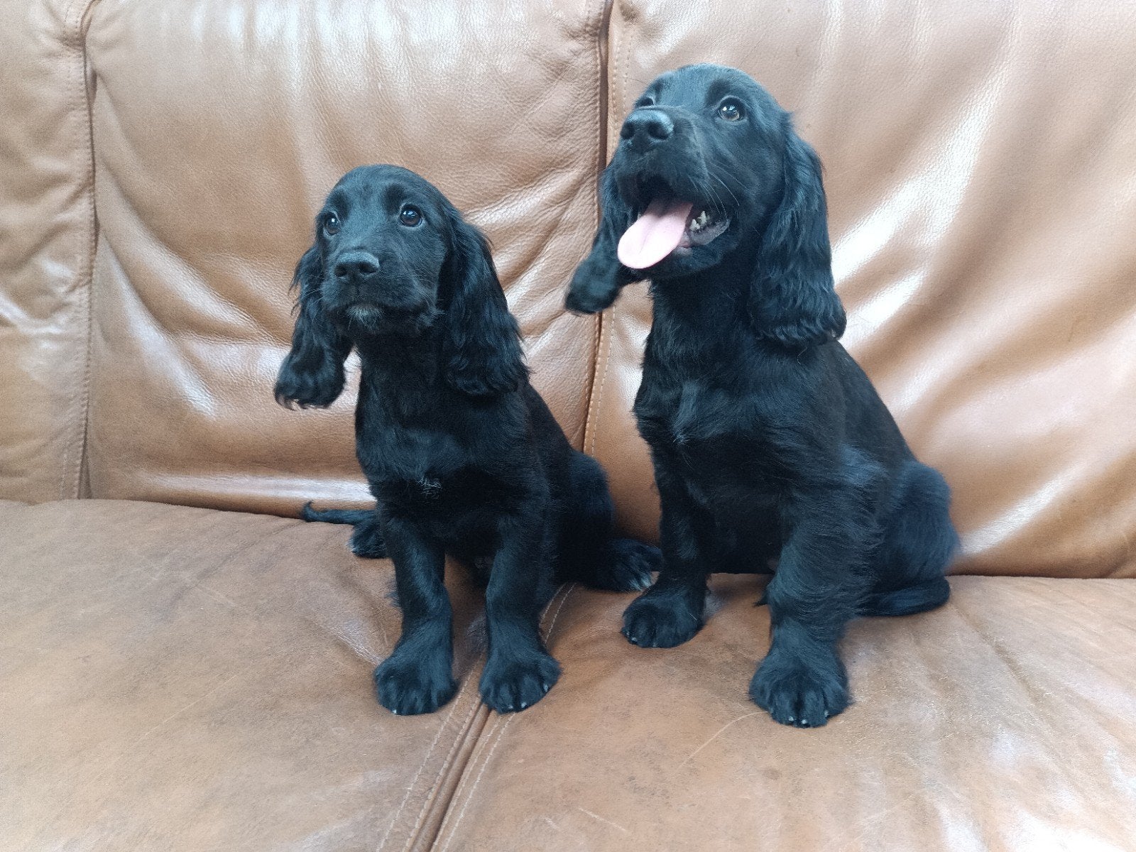 Engelse Cocker Spaniel  puppy's,  zwarte reutjes., België, Fokker | Hobbymatig, Reu, 8 tot 15 weken