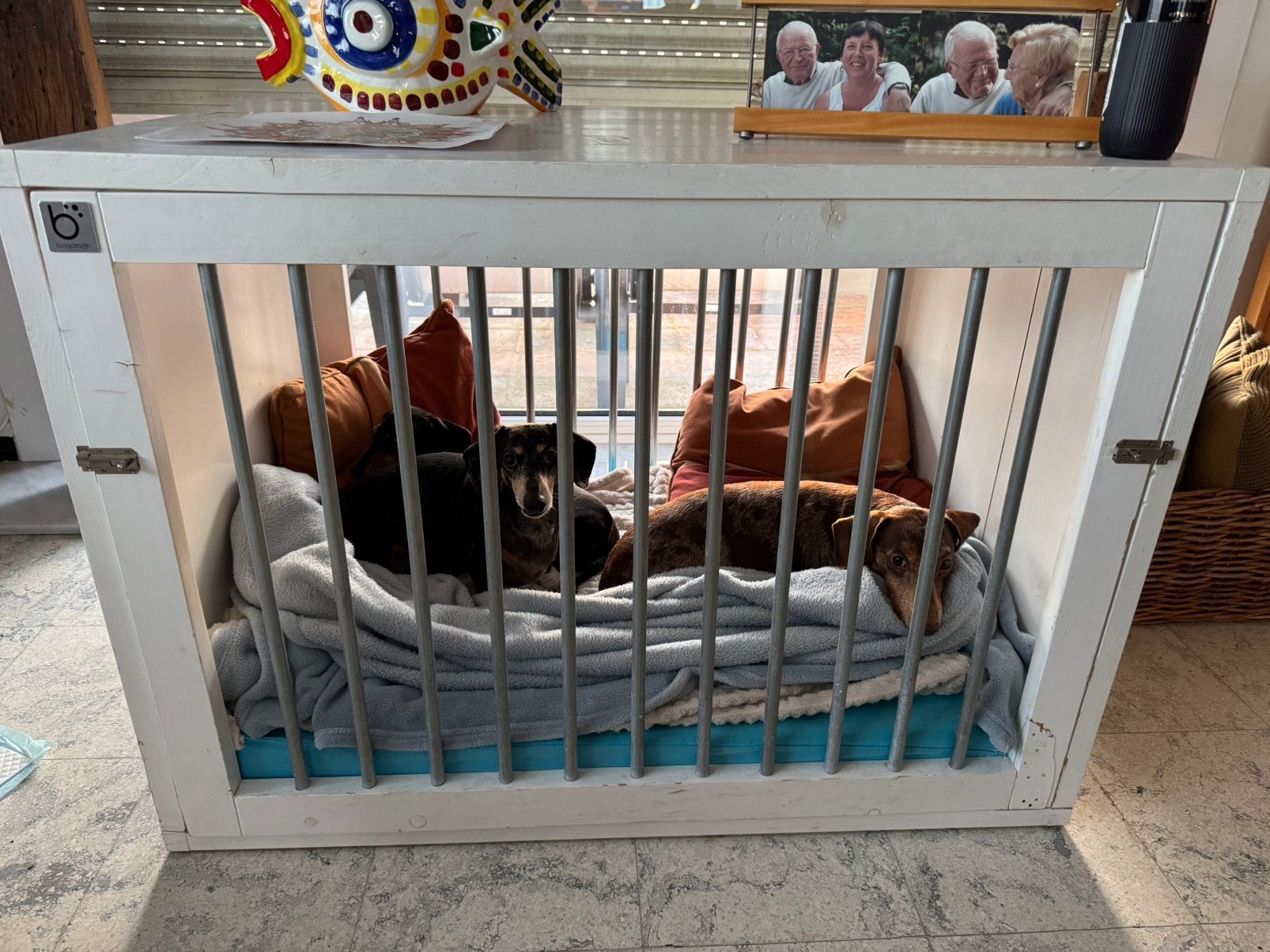 Cage pour chien Skin, Enlèvement, Utilisé