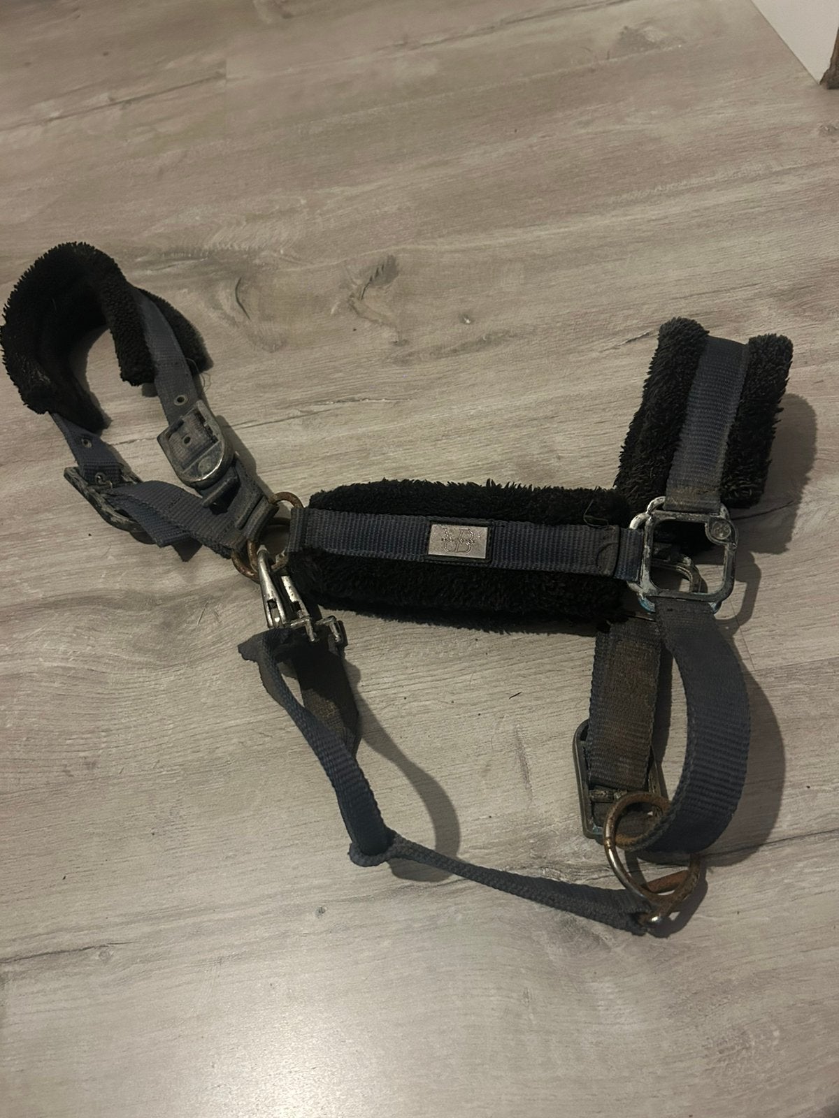Halster paard, Animaux & Accessoires, Chevaux & Poneys | Brides & Harnachement, Bleu, Autres disciplines, Licou, Enlèvement